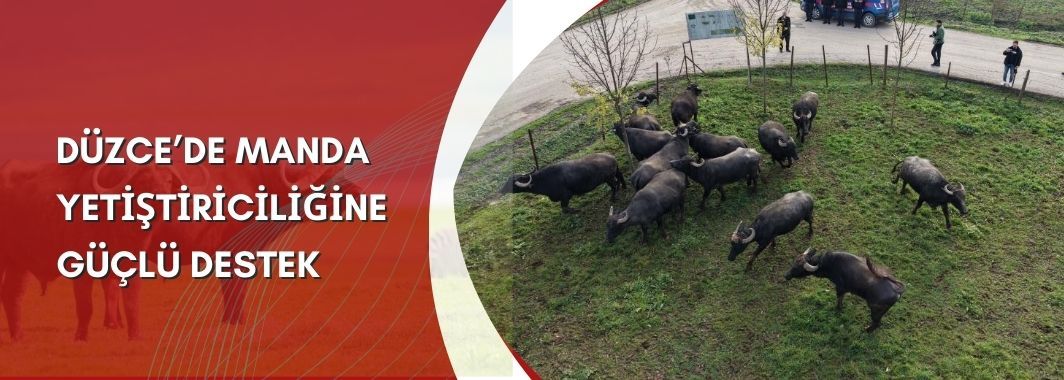 Düzce’de Manda Yetiştiriciliğine Güçlü Destek