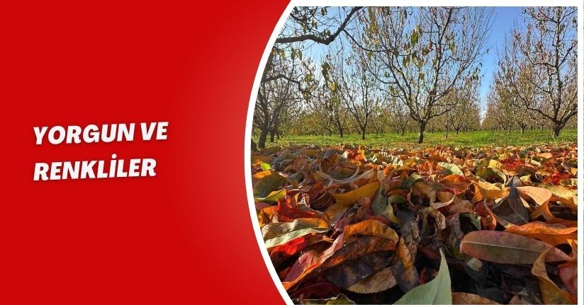 Yorgun ve renkliler