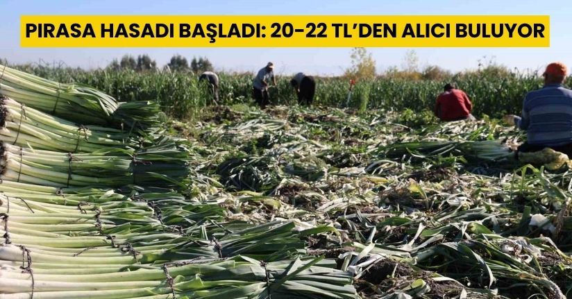 Pırasa hasadı başladı: 20-22 TL’den alıcı buluyor