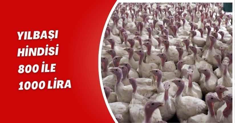 Yılbaşı hindisi 800 ile 1000 lira