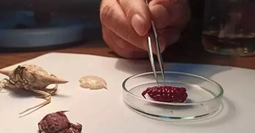 Türkiye kıyılarında ilk kez Hint-Pasifik kökenli ‘Liomera rugipes’ adlı yengeç görüldü