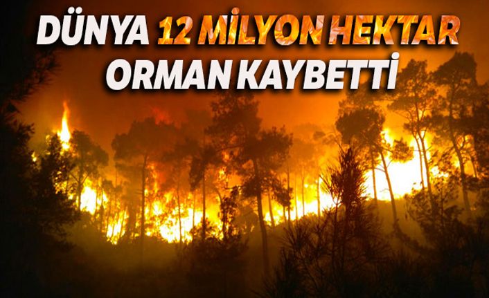 Dünya 2018 yılında 12 milyon hektar orman daha kaybetti