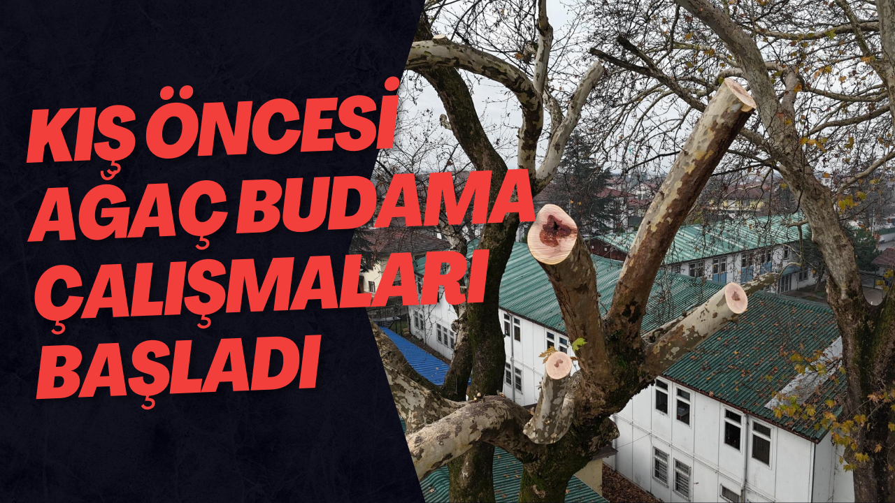 Kış Öncesi Ağaç Budama Çalışmaları Başladı