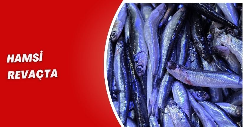 Hamsi revaçta