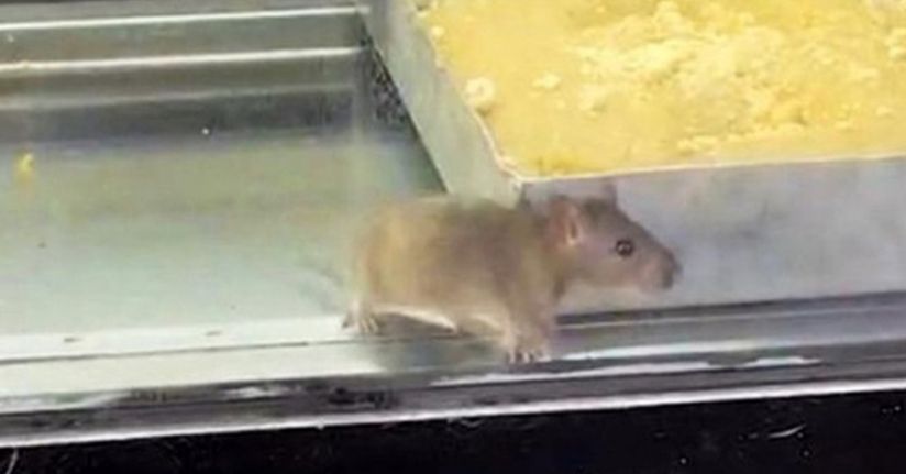 İzmir’den iğrenç görüntü: Börek tezgahlarında fare cirit attı