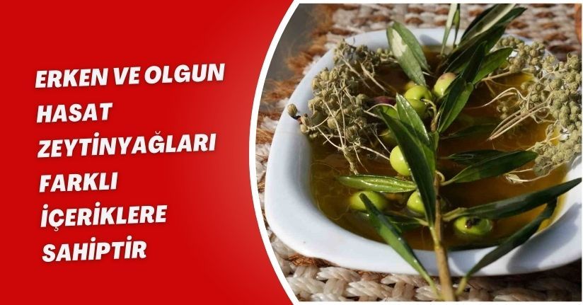 Erken ve olgun hasat zeytinyağları farklı içeriklere sahiptir