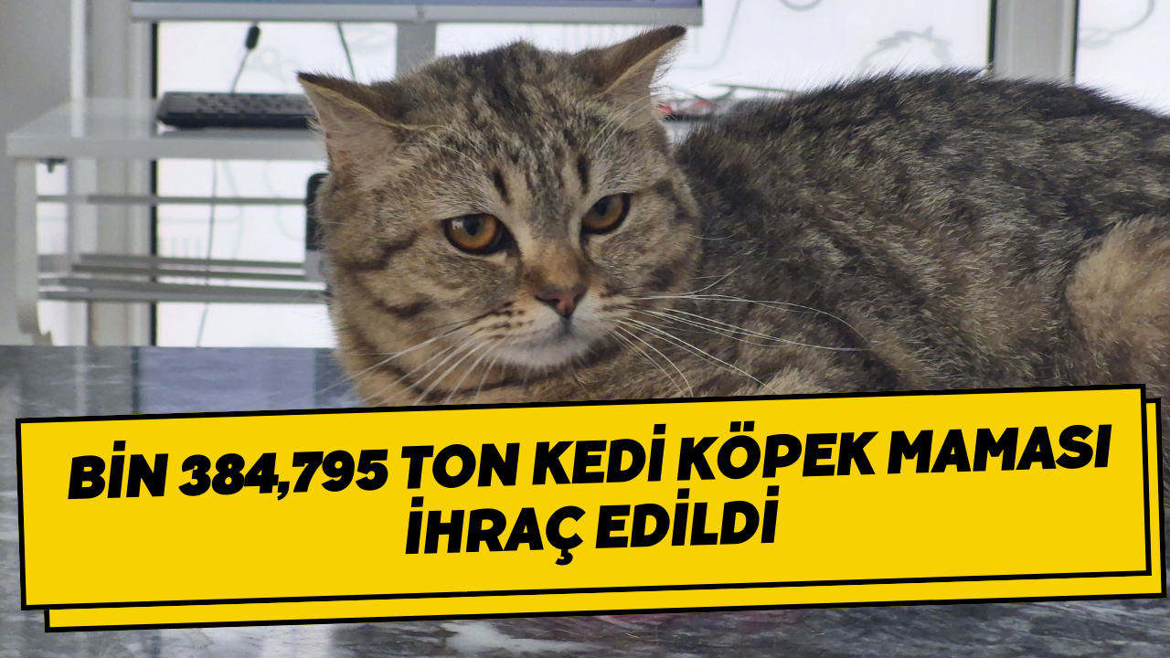 Bin 384,795 Ton Kedi Köpek Maması İhraç Edildi