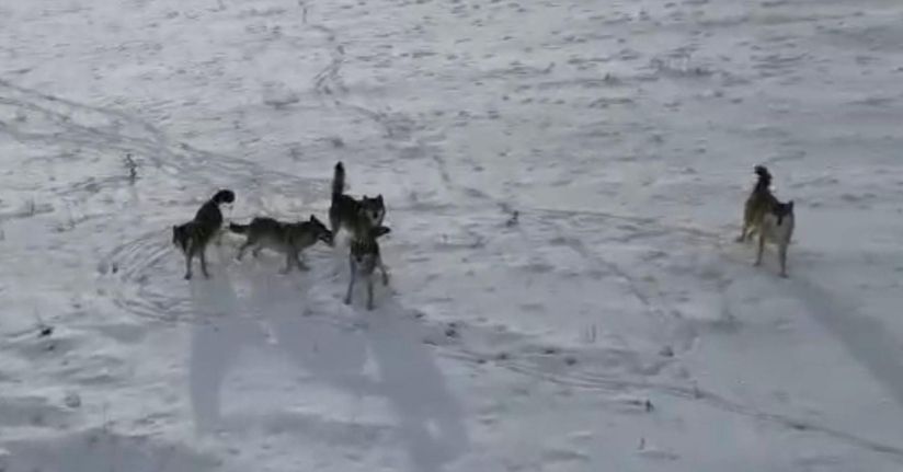 Doğada gezinen kurt sürüsü dron ile görüntülendi