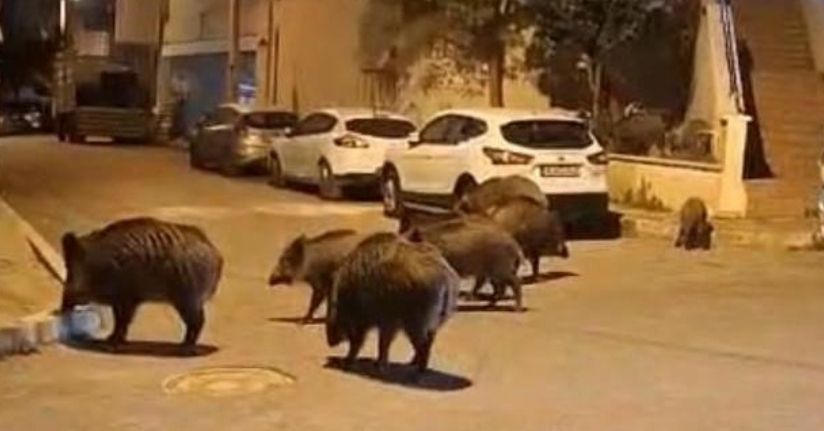 İzmir, sokaklarında domuz sürüleri ile doğal yaşam parkına döndü