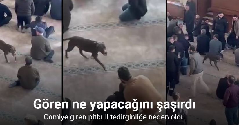 Camiye giren pitbull tedirginliğe neden oldu