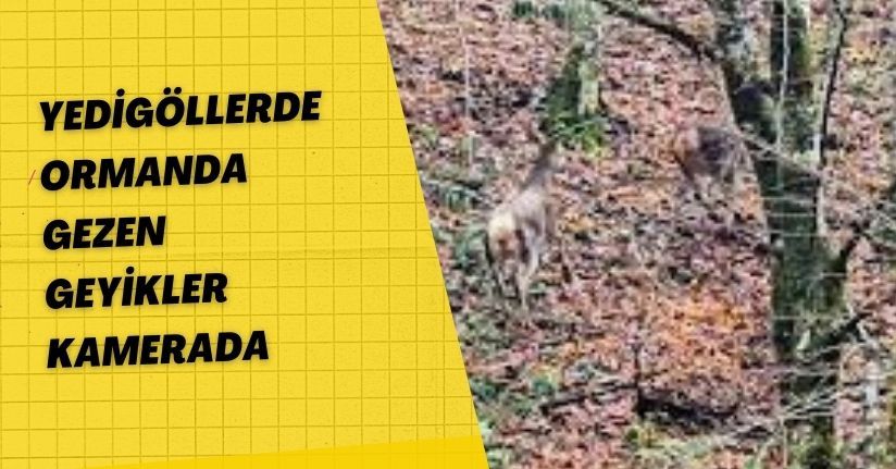 Yedigöllerde ormanda gezen geyikler kamerada