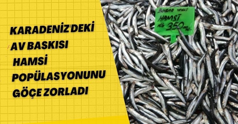Karadeniz'deki av baskısı hamsi popülasyonunu göçe zorladı