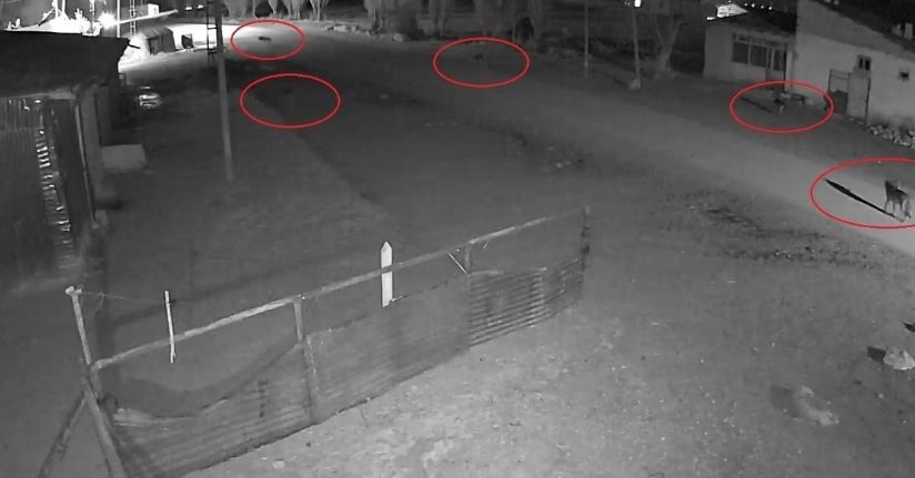 Bayburt’ta 5 kurdun köpeği tuzağa çektiği anlar kamerada