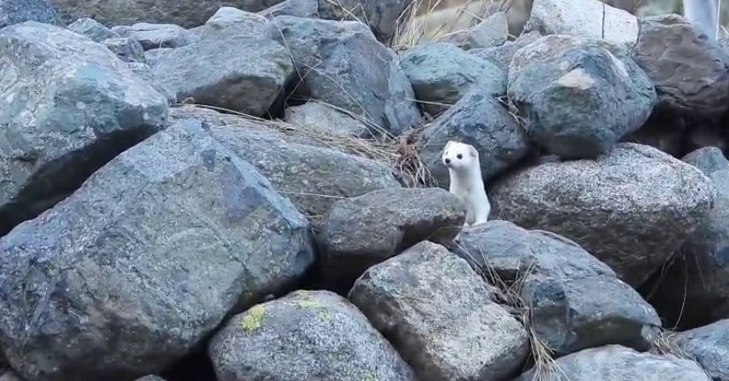 Gelincik rengiyle mevsime ayak uydurdu