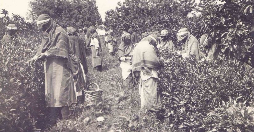 Ortaya çıkan arşiv Türk Çayı’nın tarihine ışık tutuyor