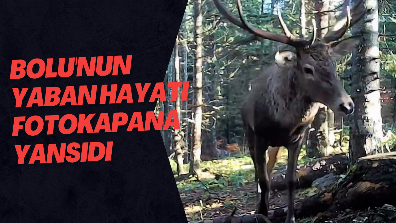 Bolu'nun Yaban Hayatı Fotokapana Yansıdı