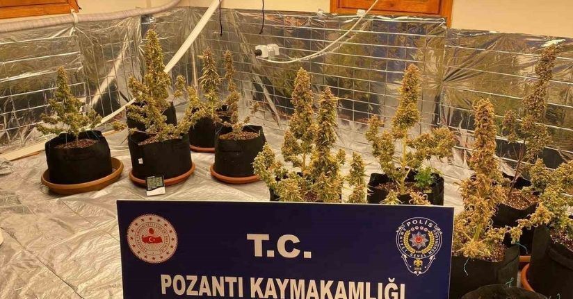 Villada uyuşturucu yetiştirmişler: Torbacı ’sevgililer’ yakalandı, 4 kilo uyuşturucu ele geçirildi