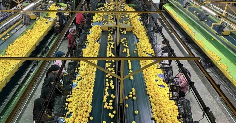 Yeni yıl öncesi narenciyede yoğun hasat