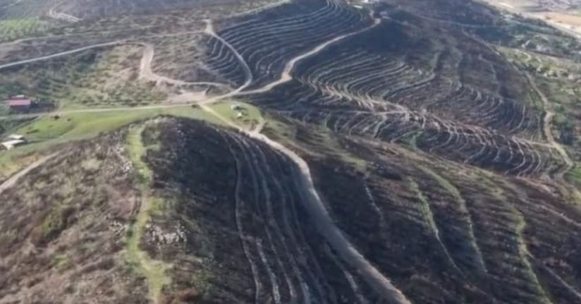 Aliağa ve Foça’da yanan orman alanları yeniden yeşile kavuşuyor