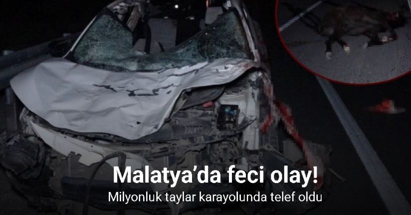 Malatya’da feci olay: Milyonluk taylar karayolunda telef oldu