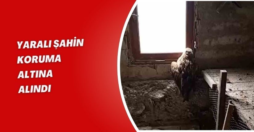 Yaralı şahin koruma altına alındı