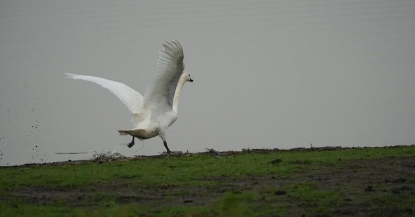 Samsun’da yaban hayatına merhamet eli