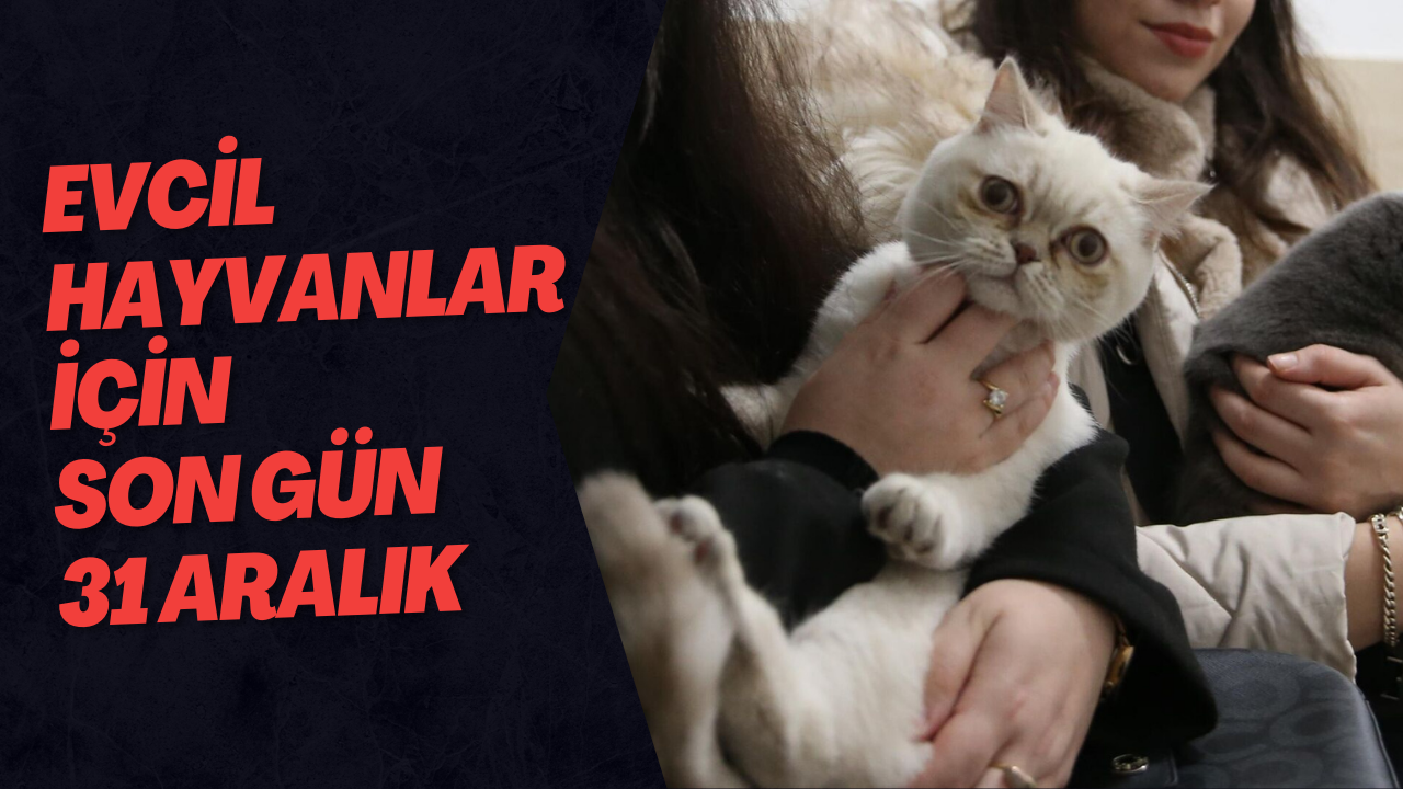 Evcil Hayvan Sahiplerine 31 Aralık Uyarısı