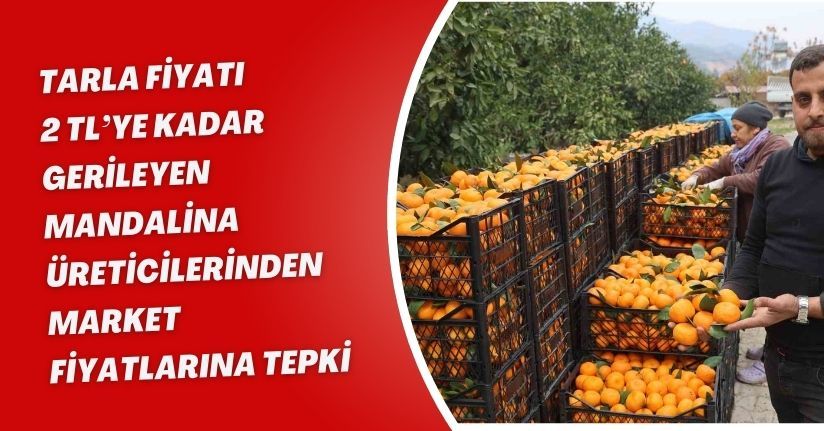 Tarla fiyatı 2 TL’ye kadar gerileyen mandalina üreticilerinden market fiyatlarına tepki