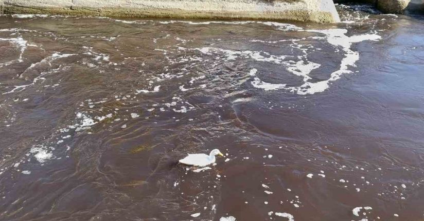 Göksu siyah akmaya başladı, akıllara 3 yıl önceki hadise geldi