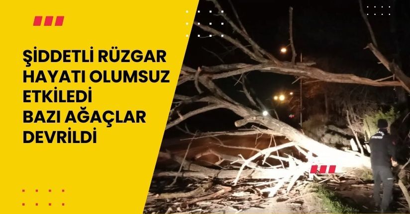 Şiddetli rüzgar hayatı olumsuz etkiledi, bazı ağaçlar devrildi