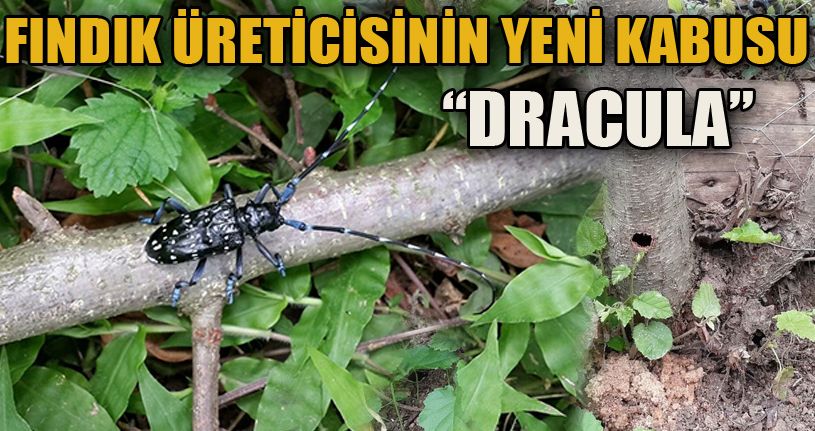 Fındığın kanseri ‘Drakula' yayılışını sürdürüyor