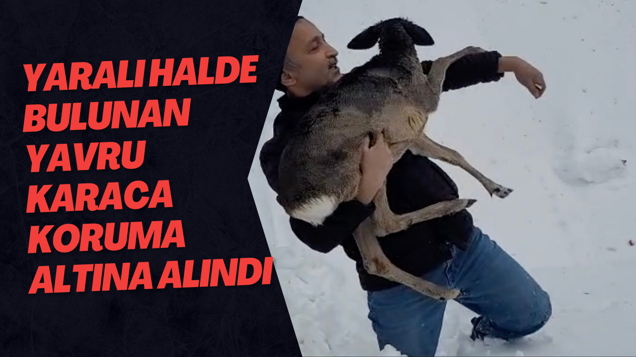 Yaralı Halde Bulunan Yavru Karaca Koruma Altına Alındı