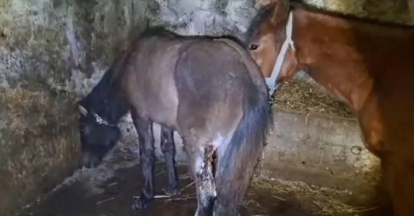 Kars’ta 15 atı ayaklarından vurdular