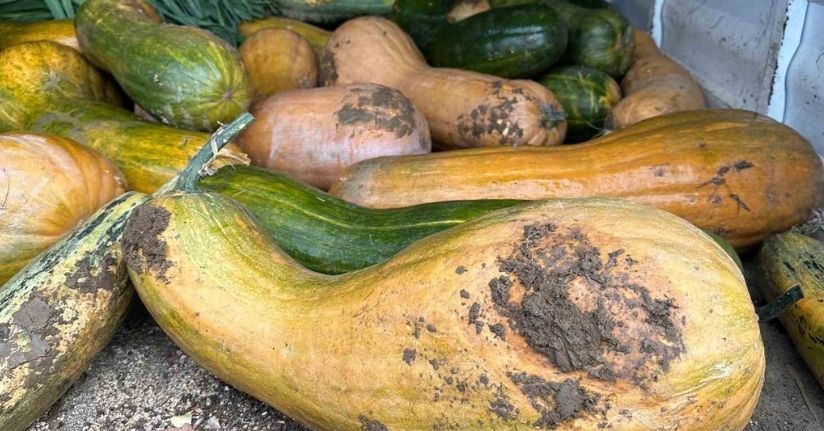 Osmangazi’de 30 kilogramlık Kıbrıs bal kabağı yetiştirildi