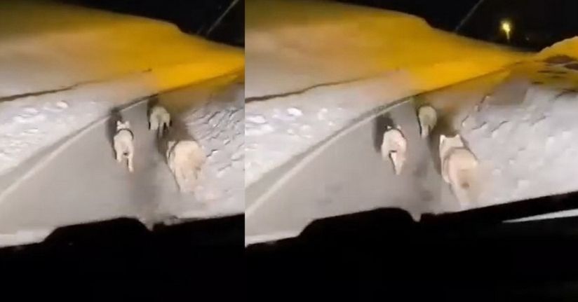 Geçitli köyüne inen kurt sürüsü görüntülendi