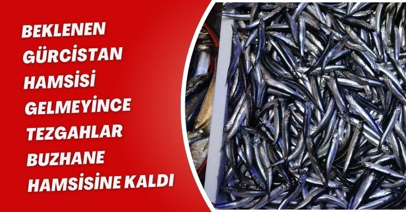 Beklenen Gürcistan hamsisi gelmeyince tezgahlar buzhane hamsisine kaldı