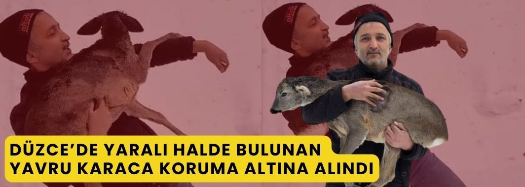 Yaralı Halde Bulunan Yavru Karaca Koruma Altına Alındı