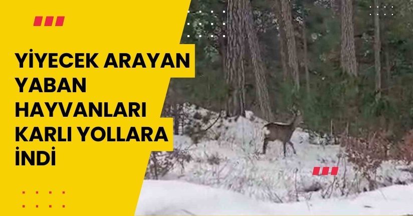 Yiyecek arayan yaban hayvanları karlı yollara indi