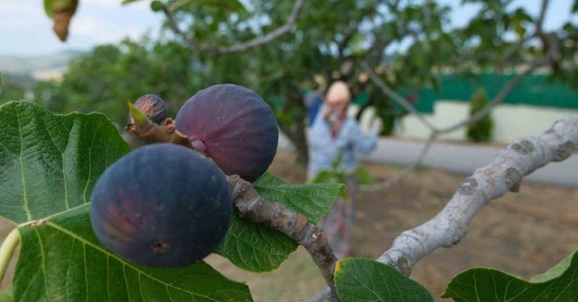 Kraliçe incirinin ihracatında kilogram başına 1 dolarlık değer artışı oldu