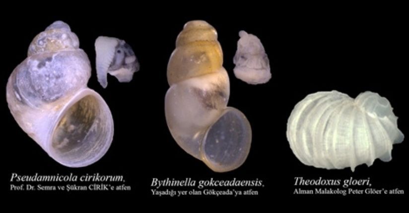 Prof. Dr. Odabaşı, 13 yılda 29 endemik türü literatüre kazandırdı