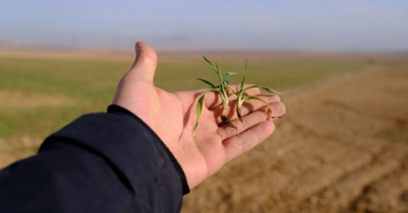 Konya Ovası’nda son yağışlar yüz güldürdü