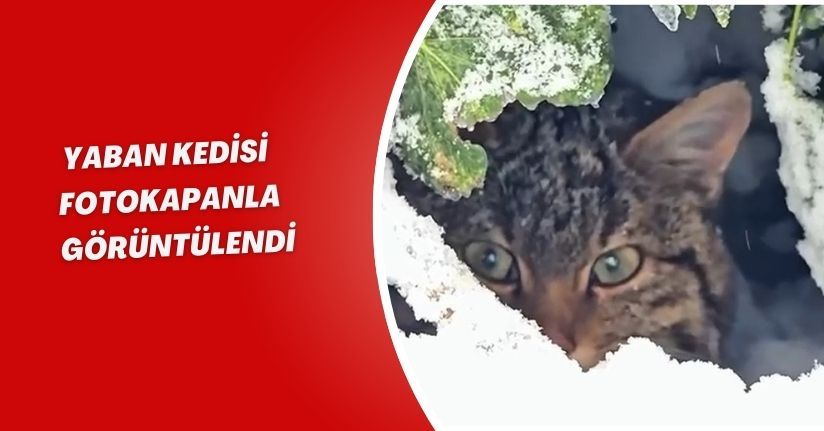  Yaban kedisi fotokapanla görüntülendi