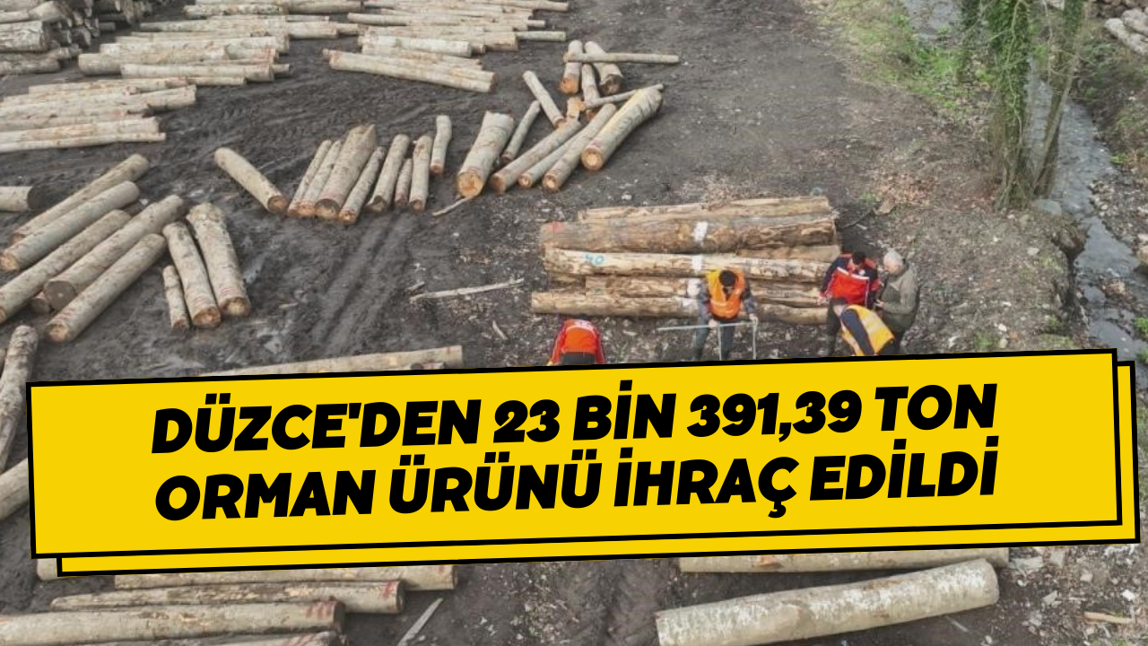 Düzce'den 23 Bin 391,39 Ton Orman Ürünü İhraç Edildi