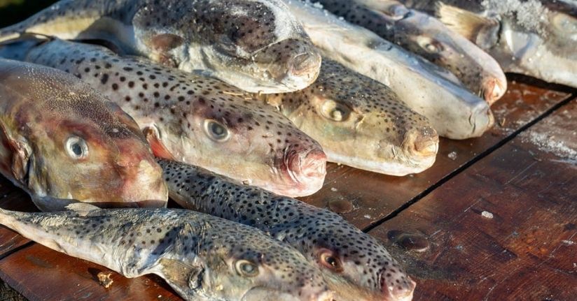 Adana’da 4 günde 128 bin balon balığı toplandı