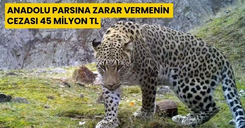 Anadolu parsına zarar vermenin cezası 45 milyon TL