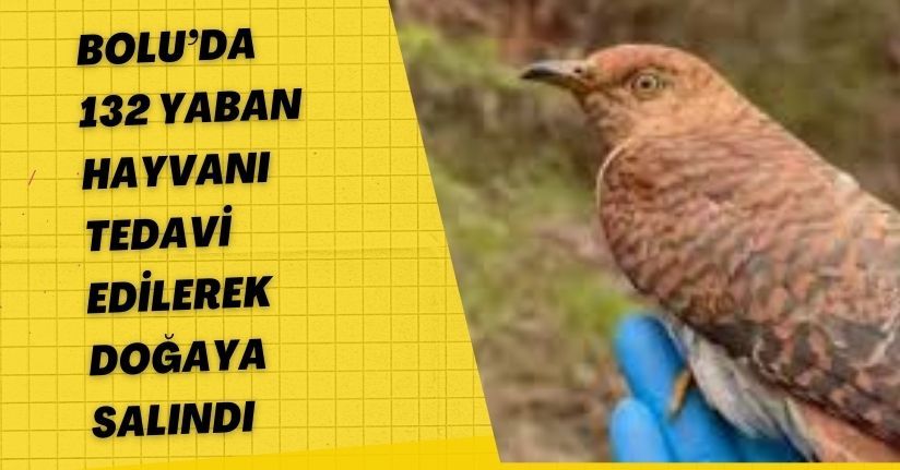 Bolu’da 132 yaban hayvanı tedavi edilerek doğaya salındı