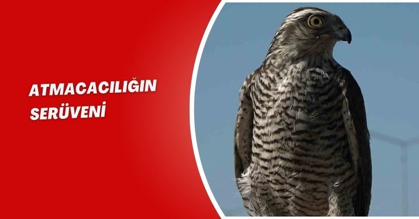 Atmacacılığın serüveni