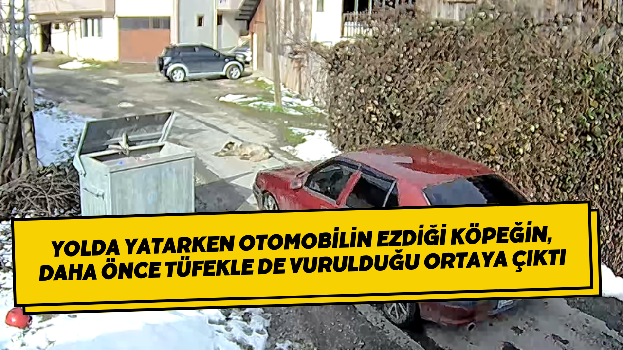 Yolda Yatarken Otomobilin Ezdiği Köpeğin, Daha Önce Tüfekle De Vurulduğu Ortaya Çıktı