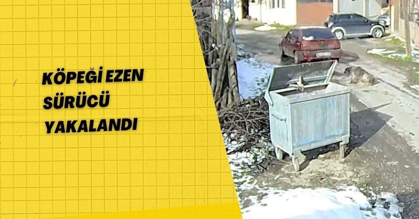 Köpeği ezen sürücü yakalandı