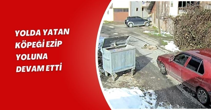 Yolda yatan köpeği ezip, yoluna devam etti